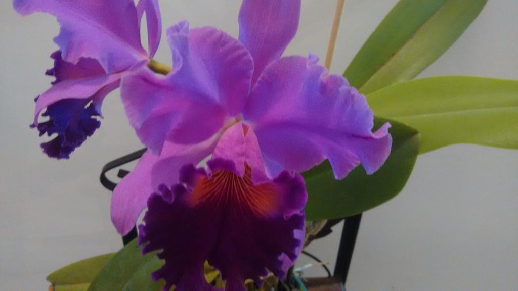 Pousada Castelinho Marica Luaran gambar