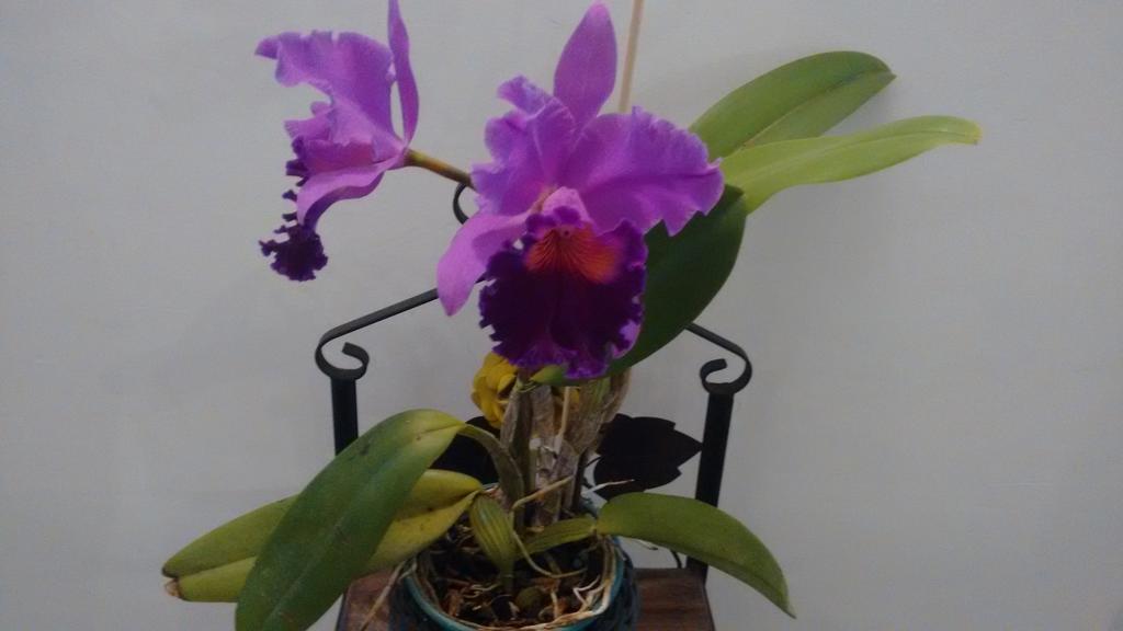 Pousada Castelinho Marica Luaran gambar